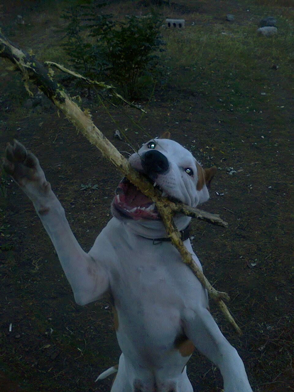 rocki.jpg