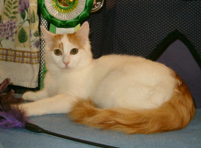 Turkish_Van1.jpg