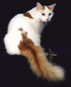 Turkish_Van.jpg