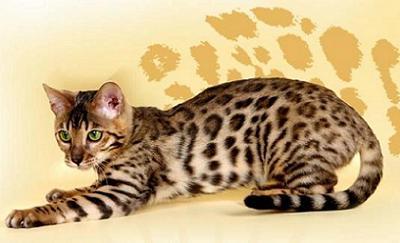 bengalskaya_koshka_0.jpeg