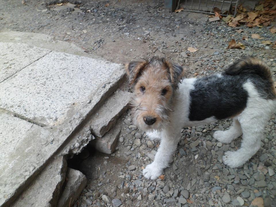 lola2.jpg