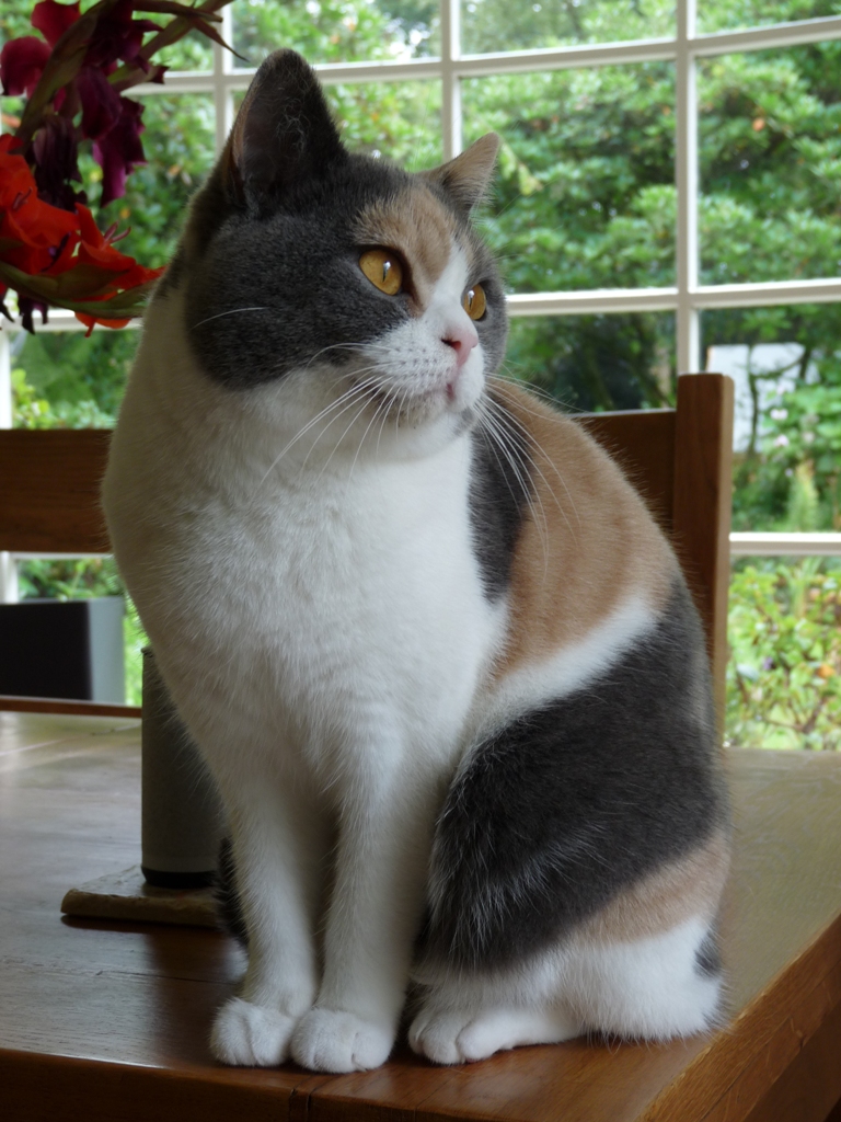 Dilute_calico_British_Shorthair.jpg