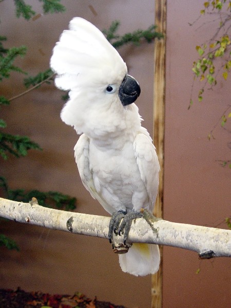 Umbrella_Cockatoo__Cacatua_alba___on_branch.jpg