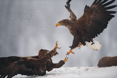 wild_wonders_europe_photo_competition.jpg
