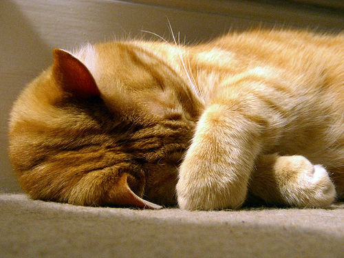 CAT_SLEEP.jpg