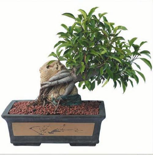 Ficus_Stone_Bonsai.jpg