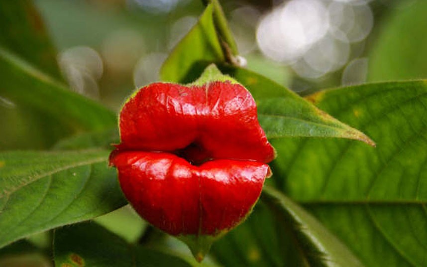 hot_lips_plant_2452057k.jpg