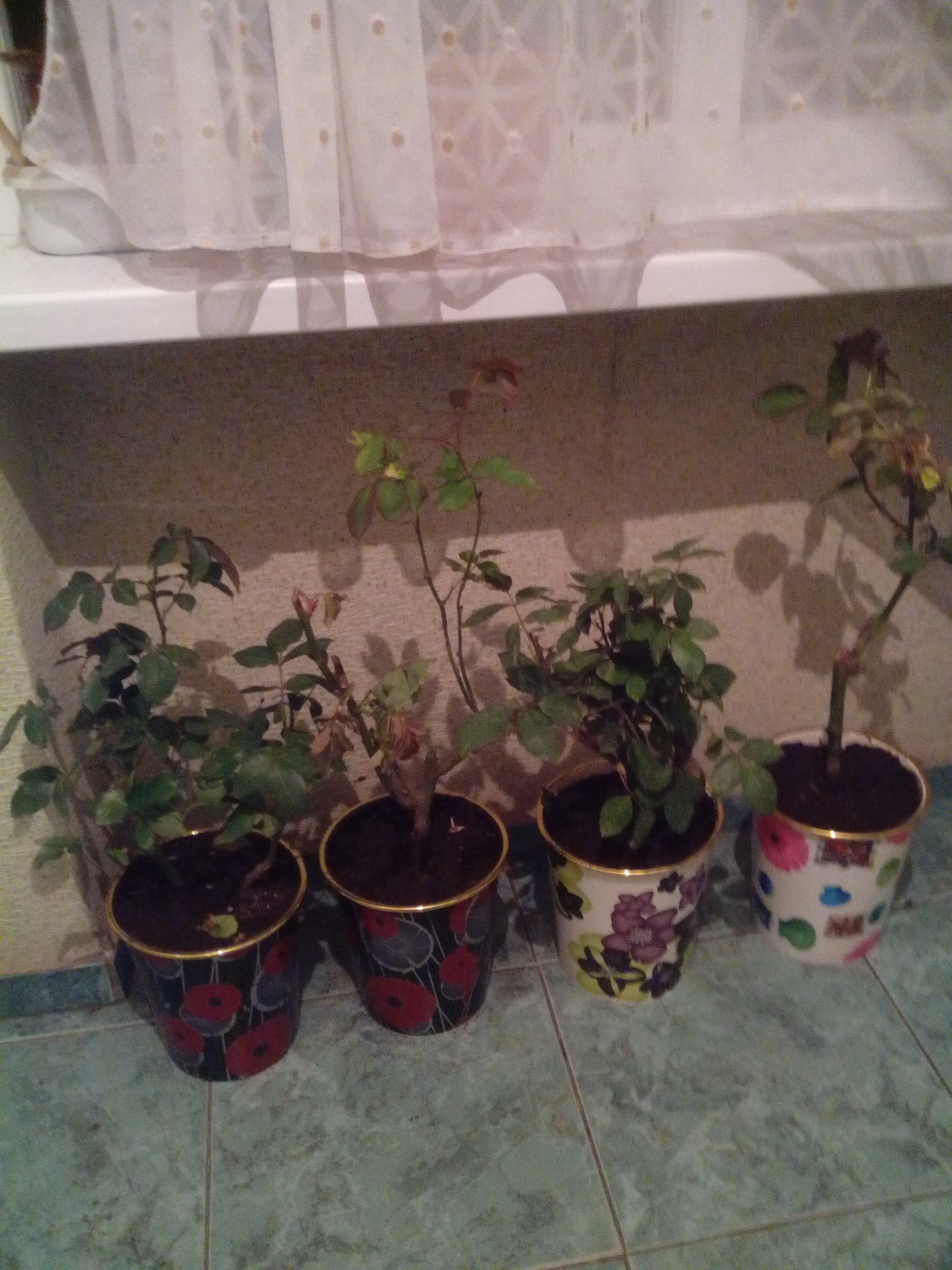IMG_20140420_020136.jpg