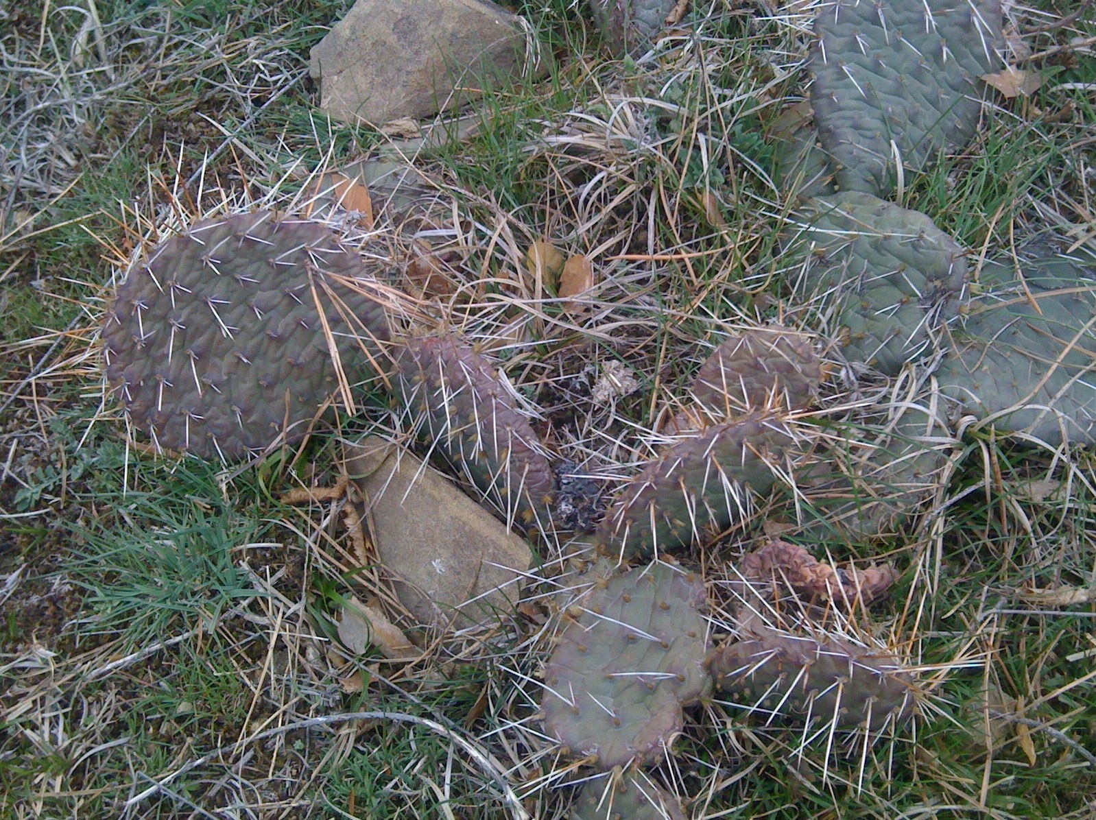 Opuntia_Macrorhiza________________________.jpg