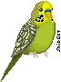 Green_budgie.gif