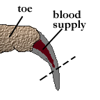 nailtrim3.GIF