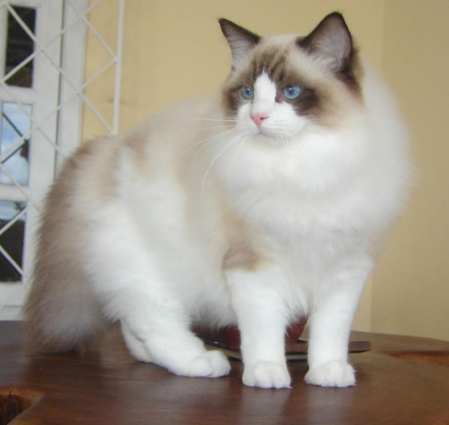 Ragdoll_from_Gatil_Ragbelas.jpg