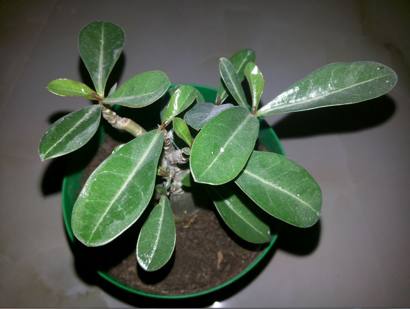 adenium.JPG