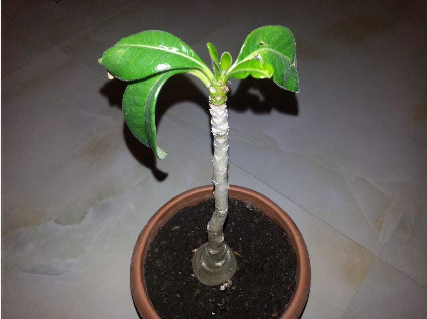 adenium1.JPG