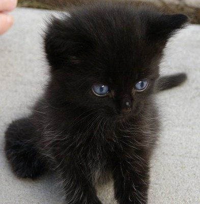 black_kitten.jpg