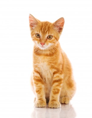 Cute_Red_Cat1.jpg