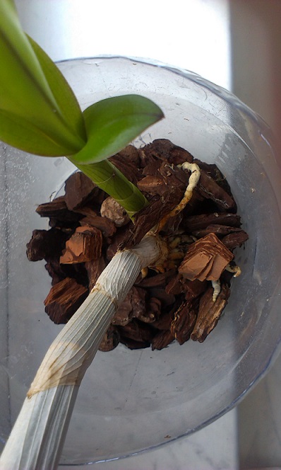 IMAG0472.jpg