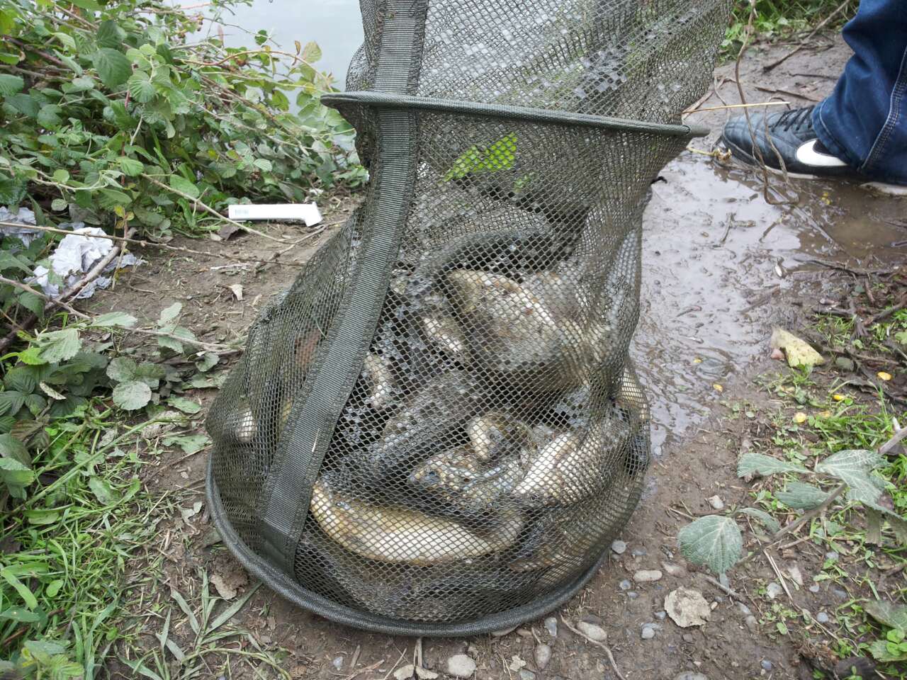 image_36db81c0c126aff94d463f4a465dc4c2ab1e5f6750498f9626fd0265770a70c1_V.jpg