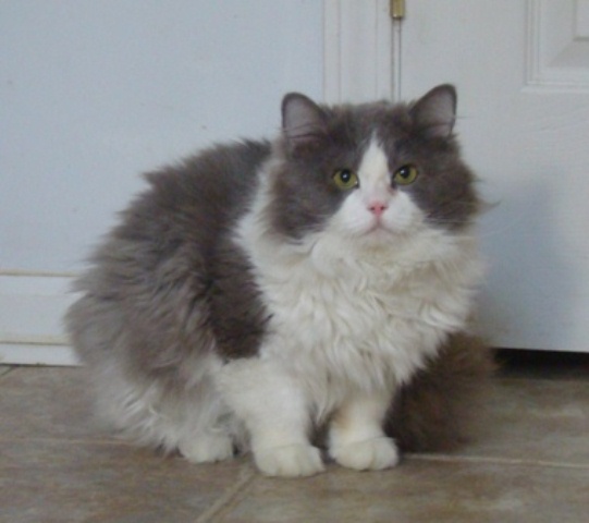 Blue_Bicolor_Solid_Ragdoll_Cat.jpg