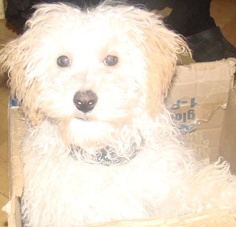 poodleforum.jpg
