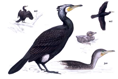 Phalacrocorax_carbo.jpg