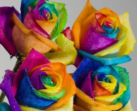 roses.jpg