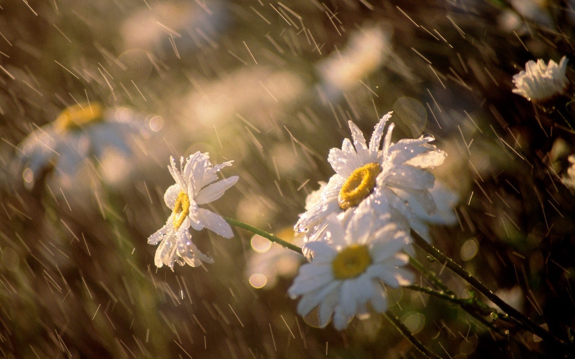 1_Summer_rain.jpg