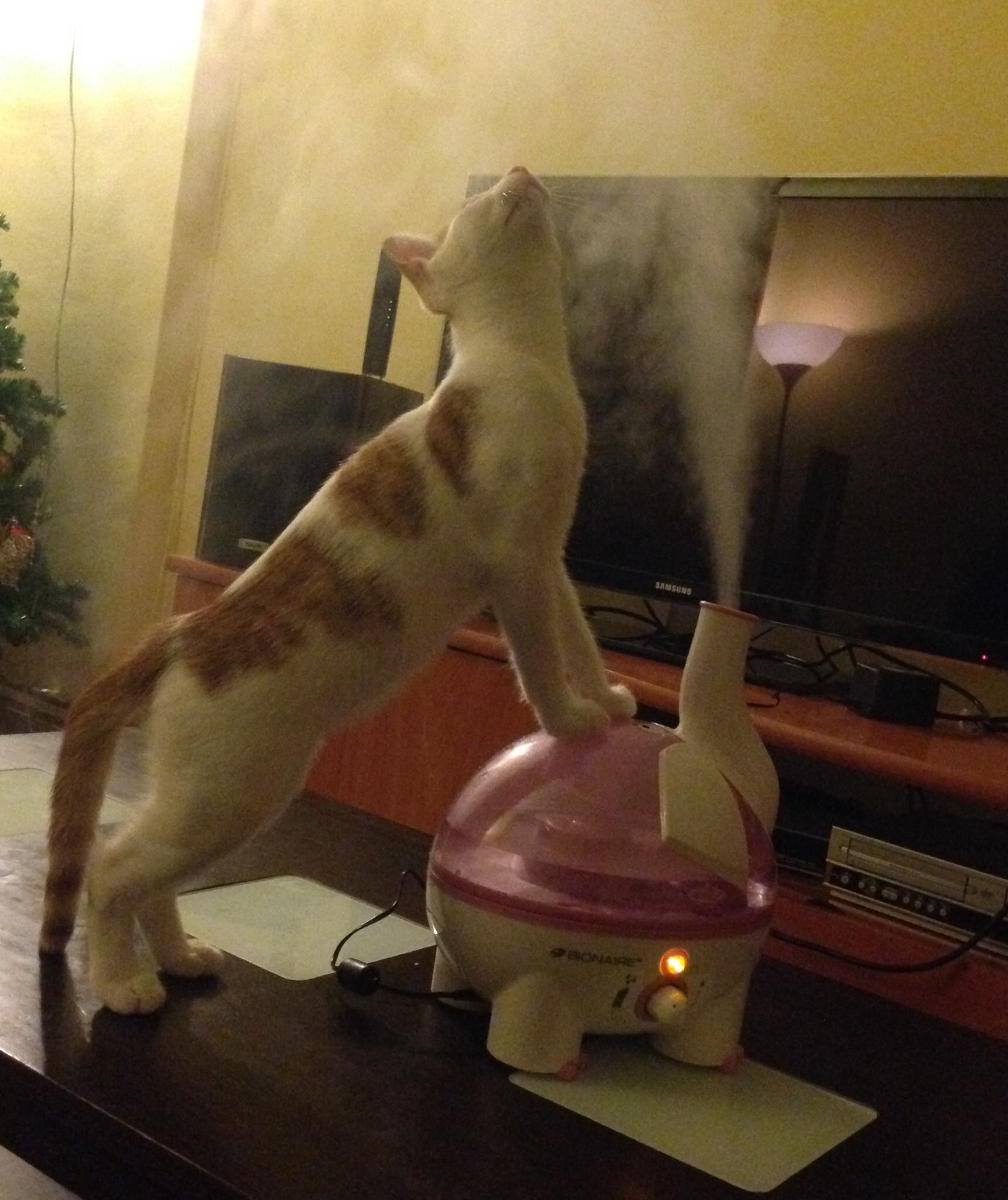 image.jpg