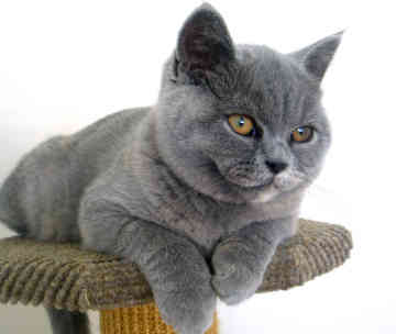 britishshorthair.jpg