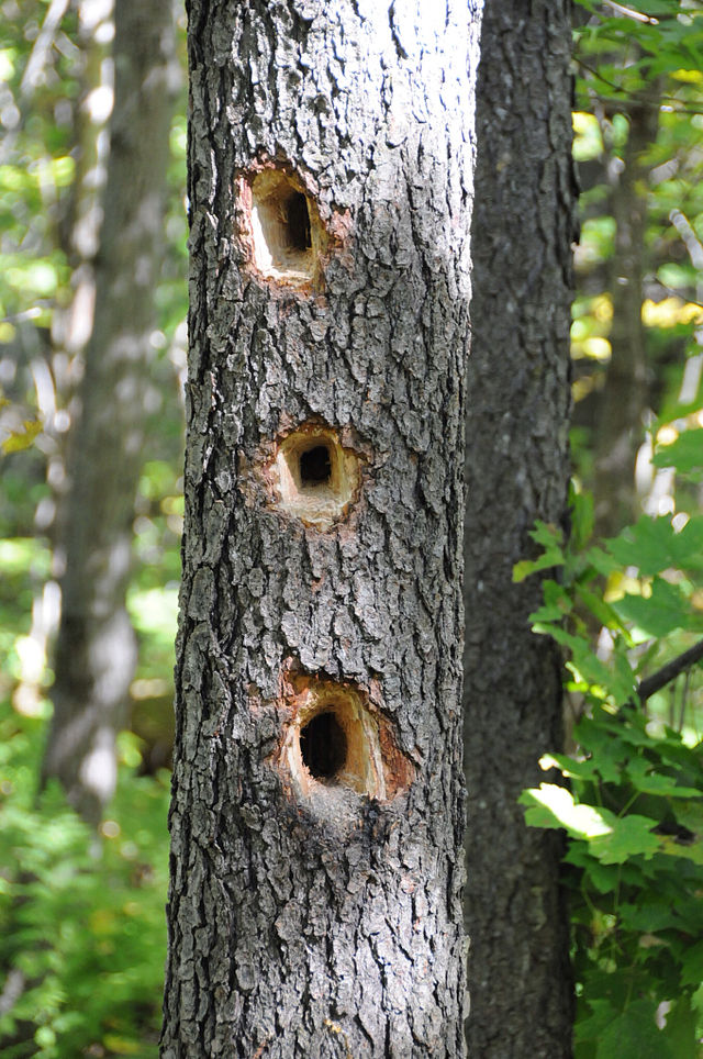 640px_WoodpeckerHoles.jpg