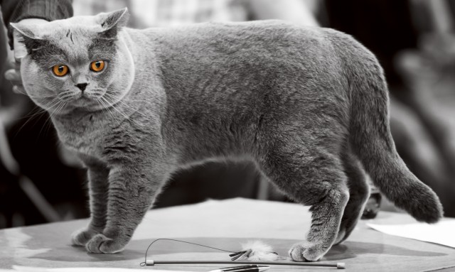 british_blue_cat2.jpg