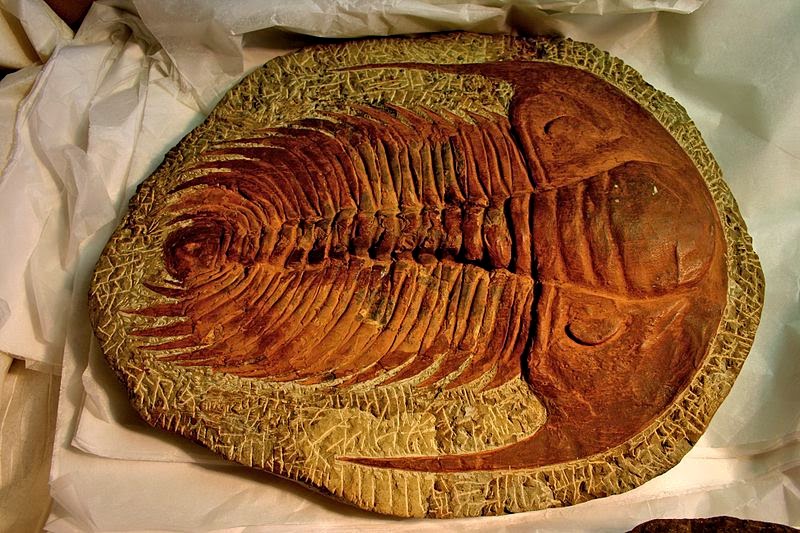 Paradoxides_2_GeologyPage.JPG
