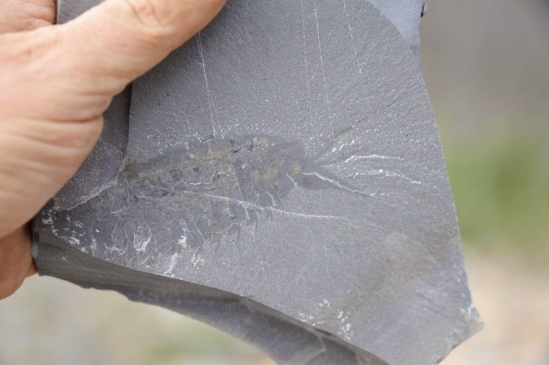 New_lobster_like_predator_found_in_508___GeologyPage.jpg