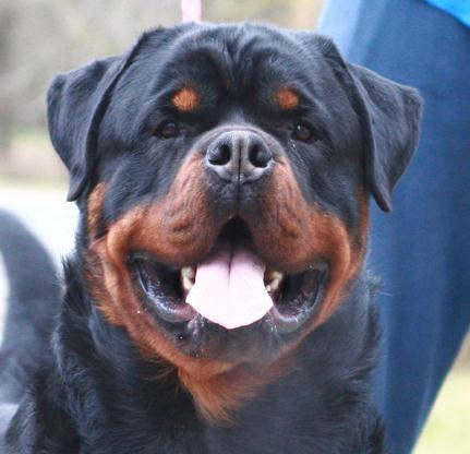 Rottweiler_amosc.jpg