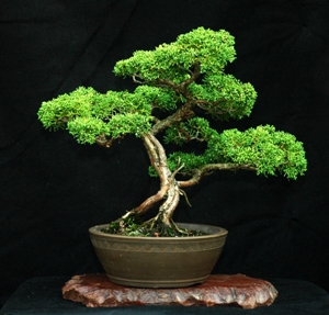 bonsai.jpg