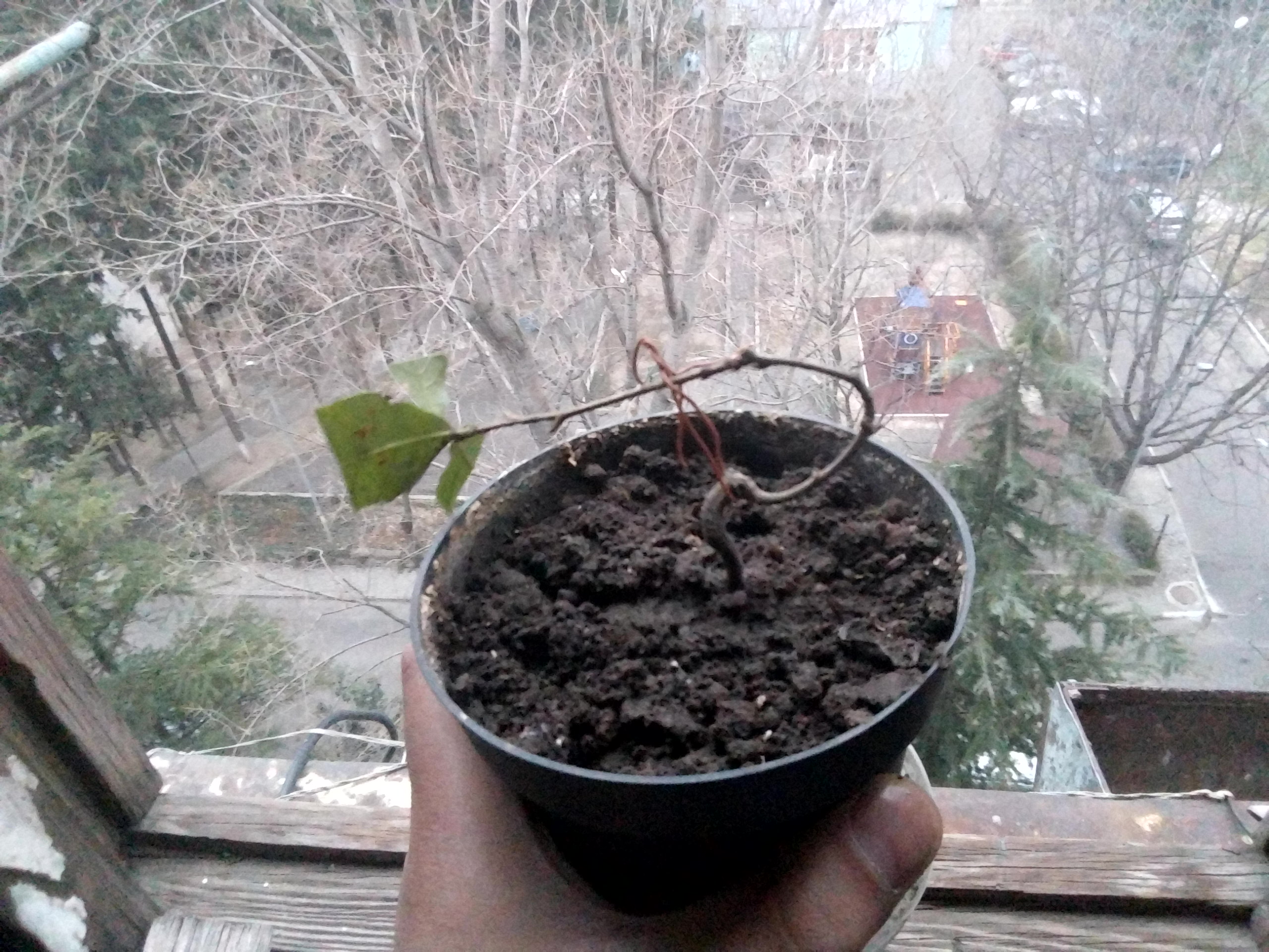 P_20160118_164626.jpg