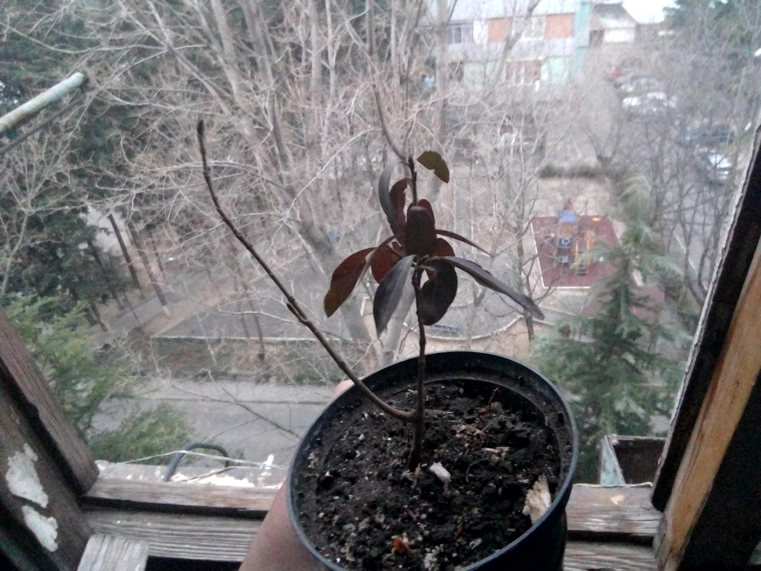 P_20160118_164613.jpg