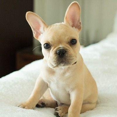 frenchy.jpg