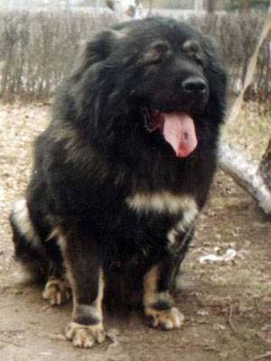 Bagrat6.jpg