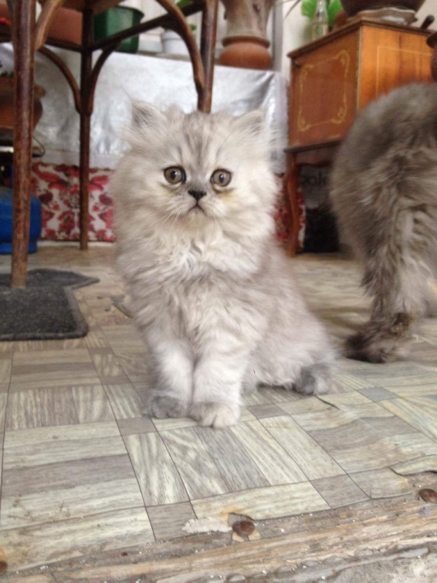received_1717664521820230.jpeg