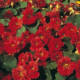 nasturtium_cherry_rose.jpg