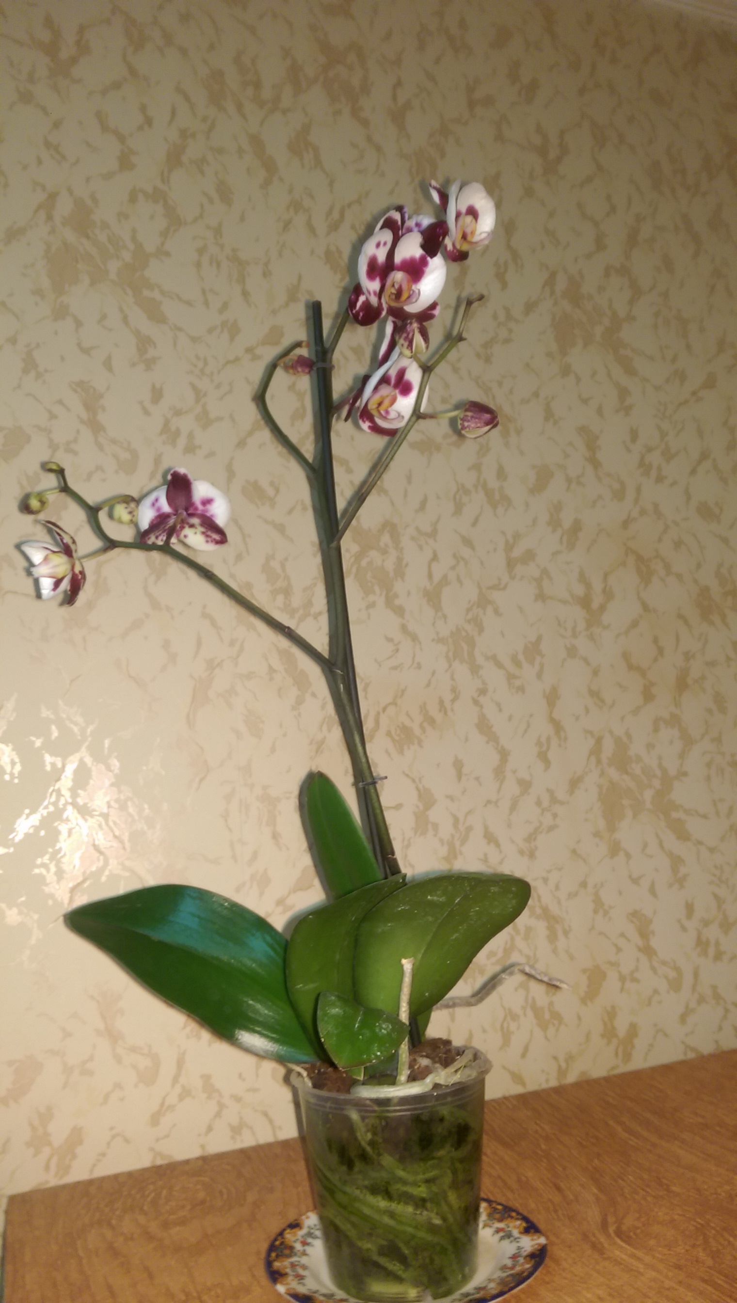 IMAG0629.jpg