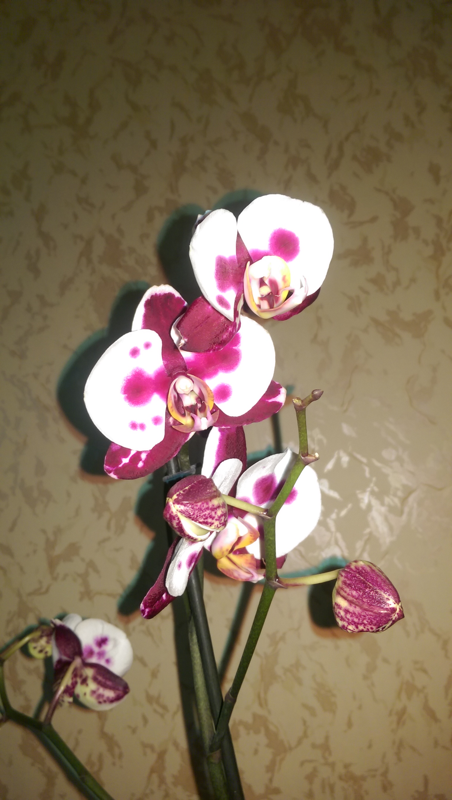 IMAG0628.jpg