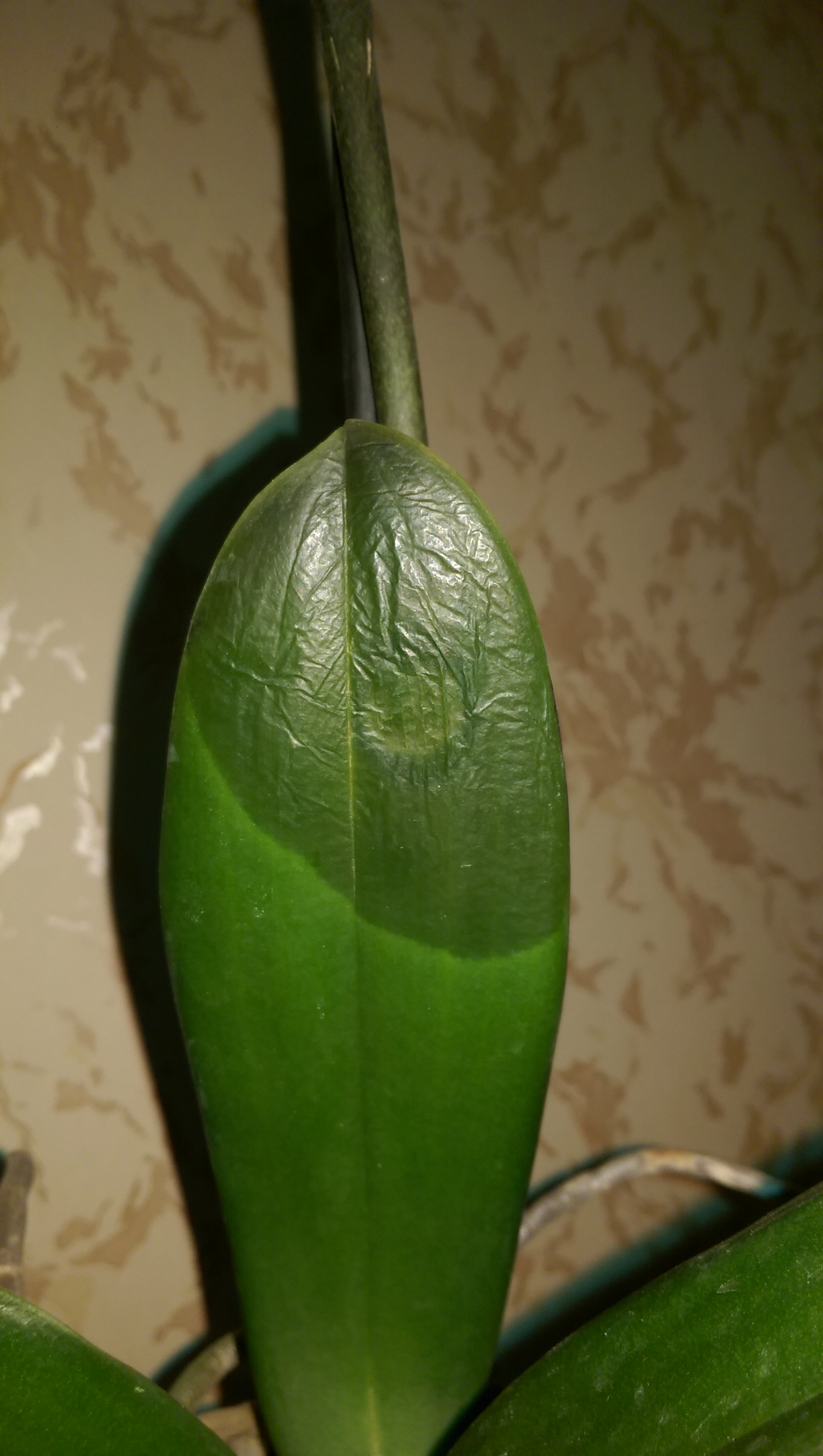 IMAG0630.jpg