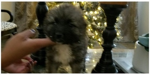 puppy.jpg