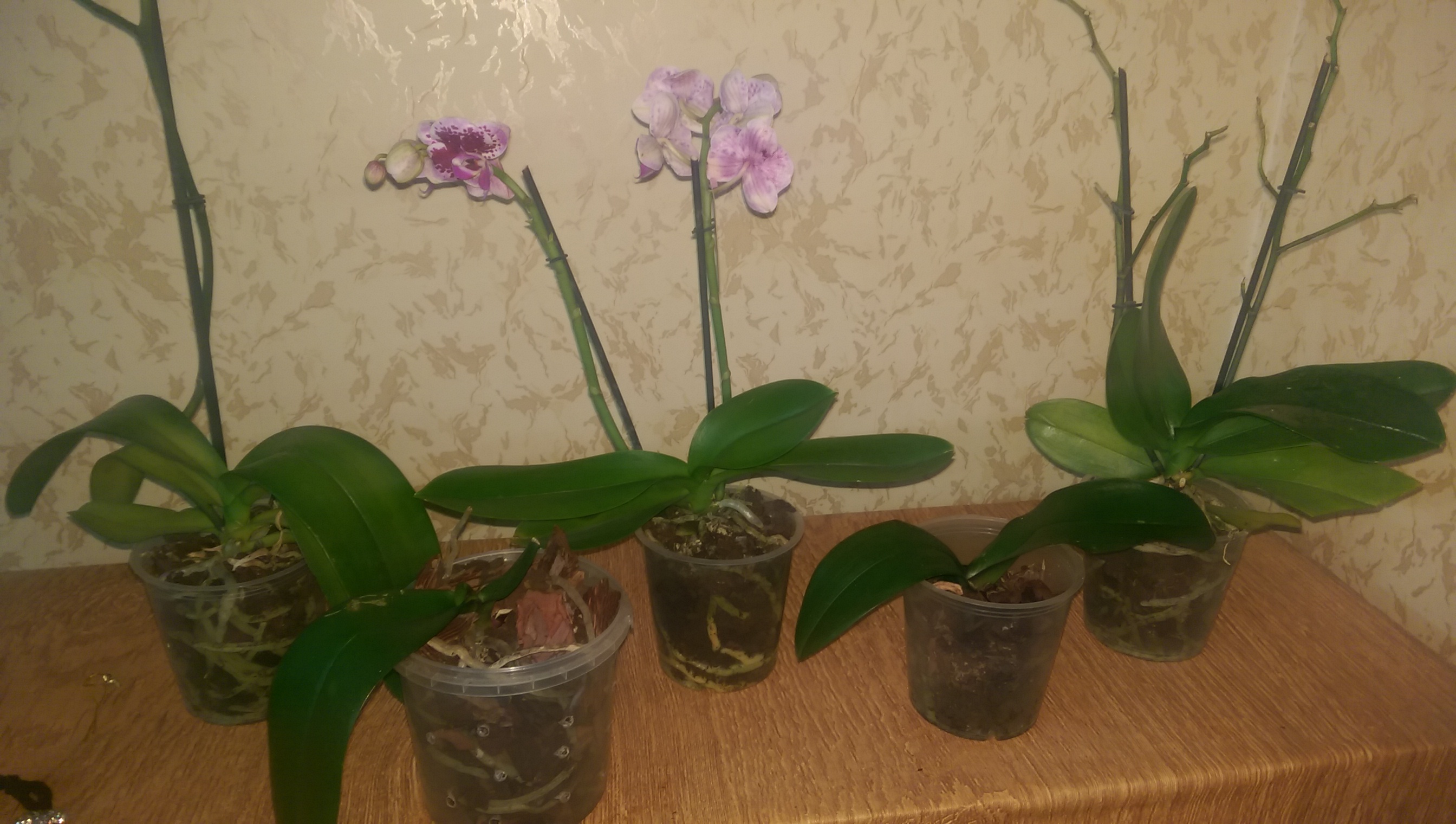 IMAG0032.jpg