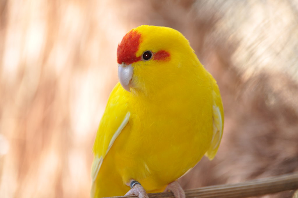 yellow_parrot_pictures.jpg