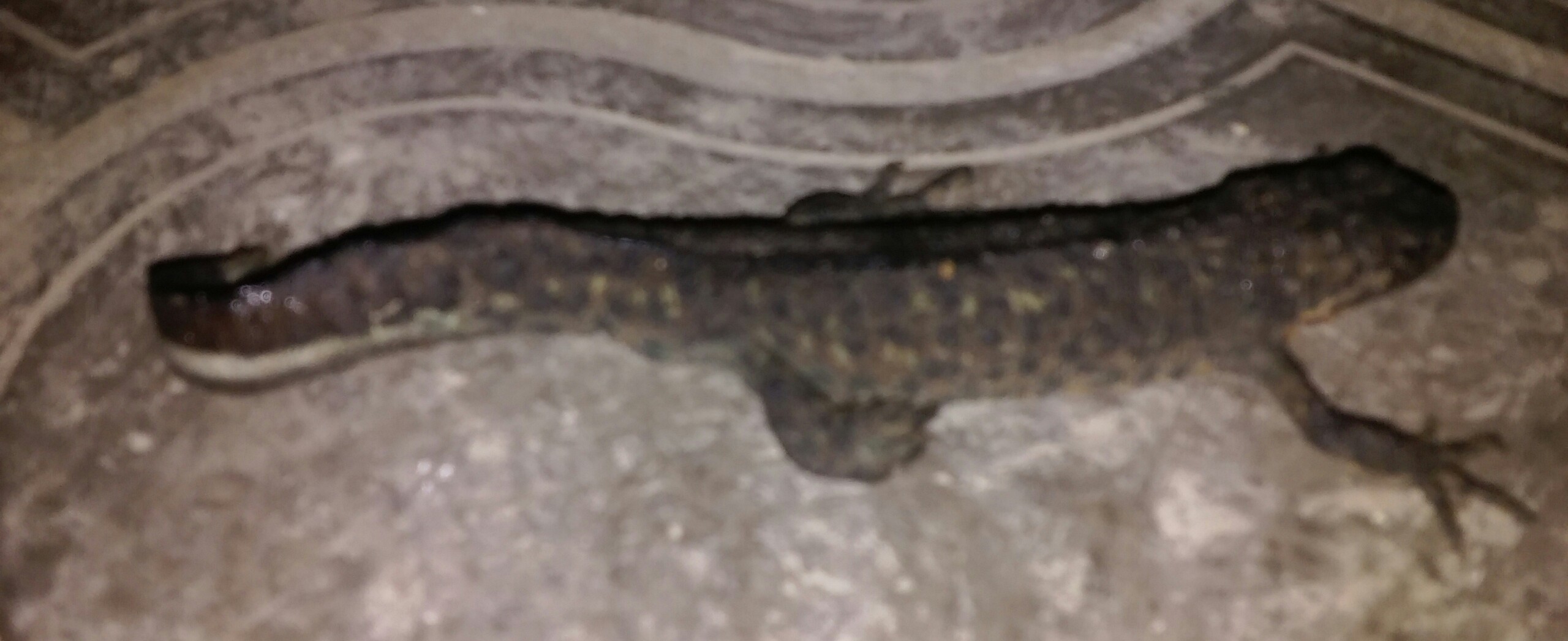 20170505_230330_1.jpg