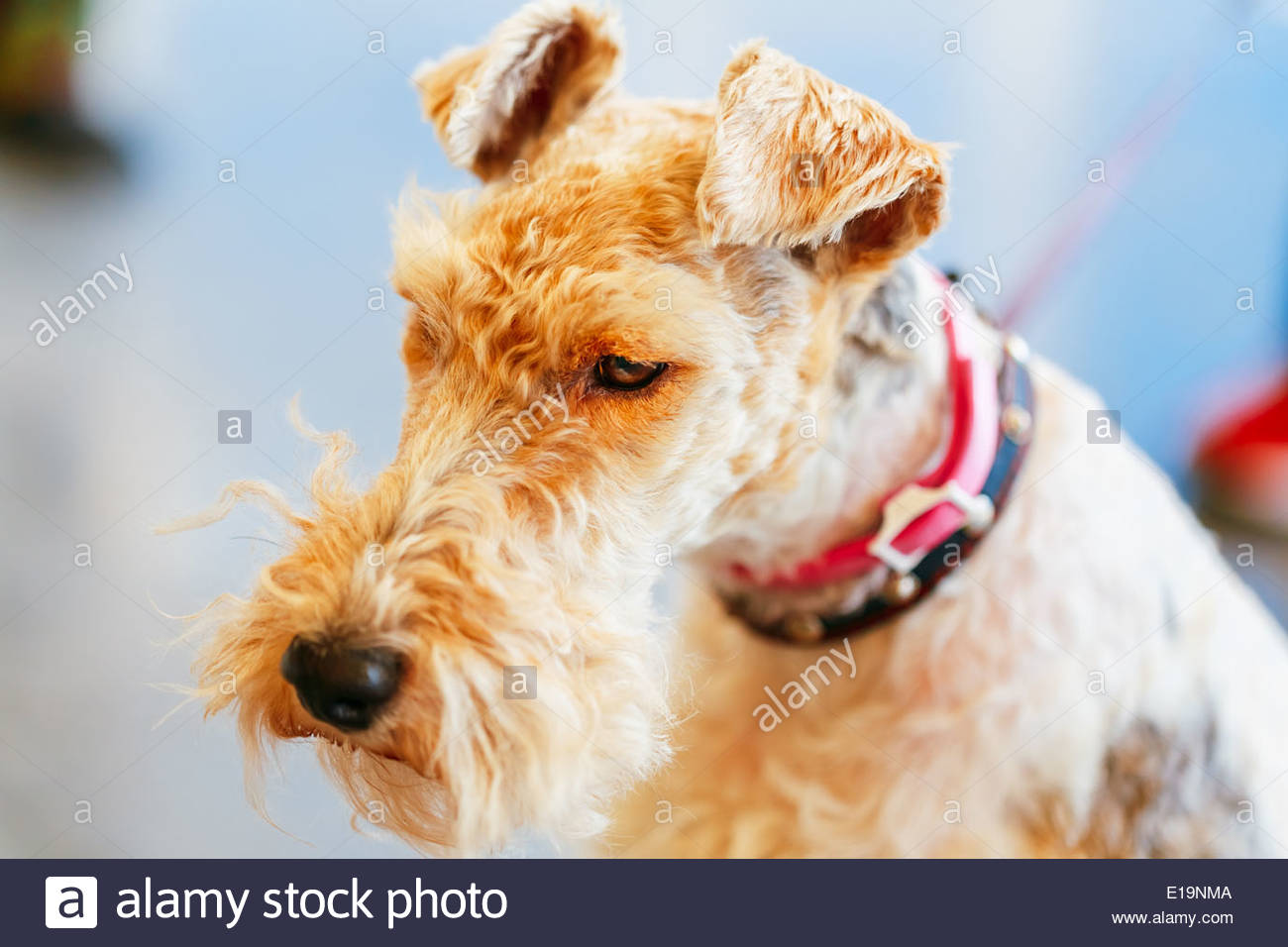 wire_fox_terrier_close_up_indoor_portrait_E19NMA.jpg