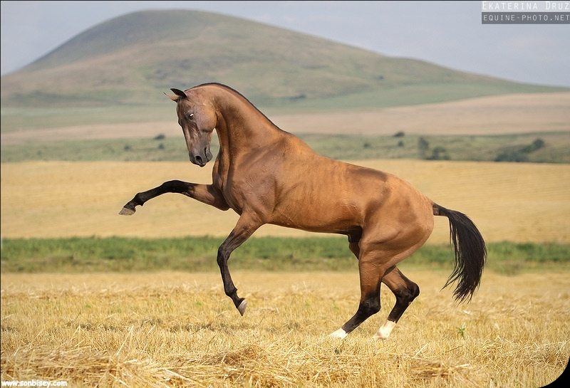 ahal_teke_1.jpg